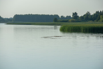 Naklejka premium A calm river flows smoothly past green reed beds and distant lush forests under a soft, clear summer morning sky