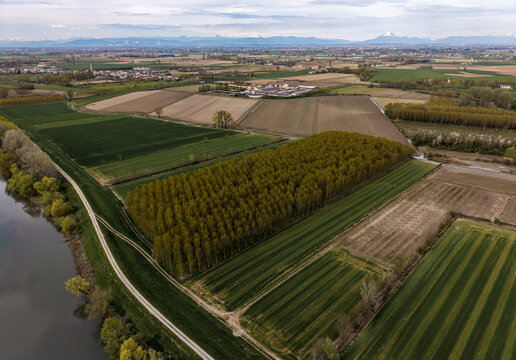 Aerial view of poplar tree plantations on agricultural land near the river, showing organized rows of trees for timber production and sustainable forestry in Mantua, Lombardy, Italy.