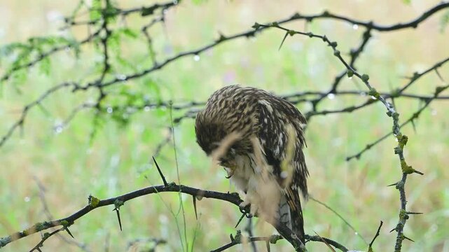 Short-eared Owl Asio flammeus Preening in the Rain