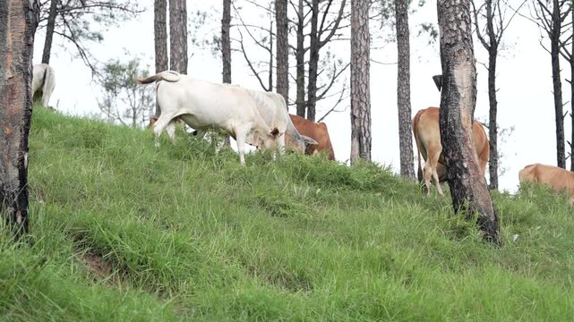 Cows grazing in a pine forest in Uttarakhand, India
