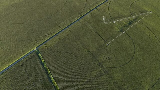 Aerial view of a center pivot irrigation system creating circular patterns in a lush green agricultural field in Hombourg, Grand Est, France.