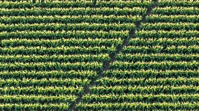 Aerial view of lush green cornfield rows in agricultural landscape in Hombourg, Grand Est, France.