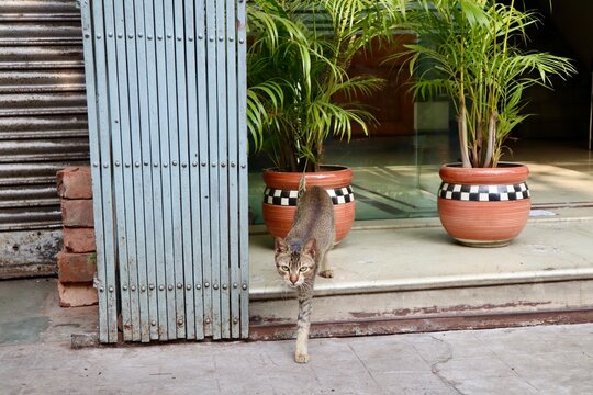 インド　コルカタ　野良猫