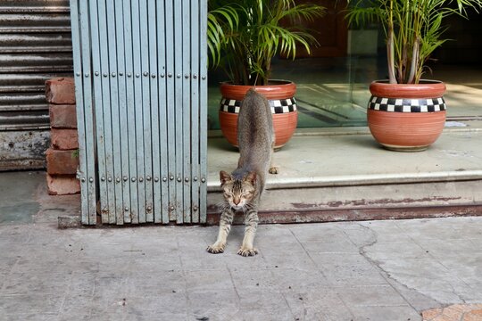 インド　コルカタ　背伸びする野良猫