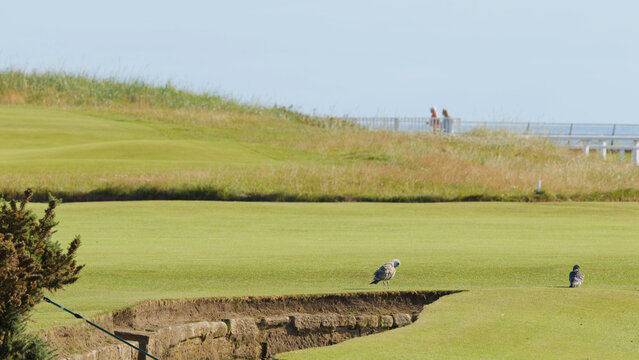 Two Seagulls Resting on a Green Golf Fairway Near a Bunker