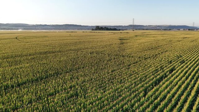 Aerial view of a vast cornfield with rows of crops stretching across the landscape in Hombourg, Grand Est, France.