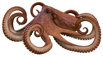Detailed realistic octopus with curled tentacles and suckers © Clementine