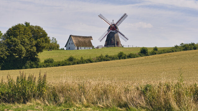 Nordborg, Denmark - 12 July 2026: View of Havnbjerg Mill and a traditional white house with a thatched roof set amidst rolling golden wheat fields in Nordborg, Syddanmark, Denmark.