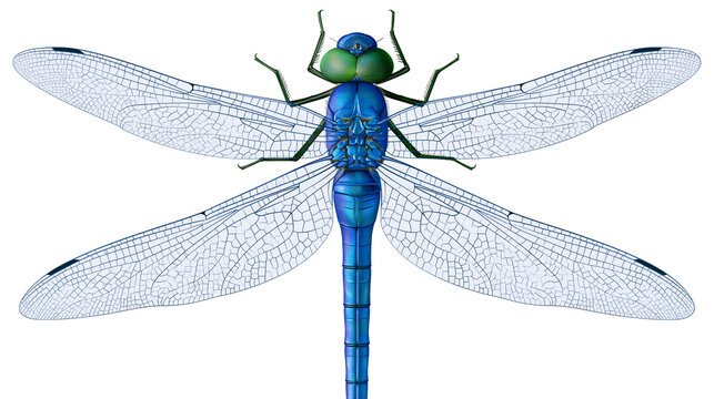 Blue dragonfly with large wings and green eyes
