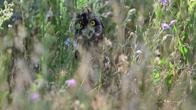 Short-Eared Owl Hiding in Grass and Watching Through the Vegetation in Slow Motion