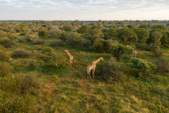 Aerial view of three giraffes walking through the lush green savanna landscape with scattered trees and red soil paths in Thabazimbi, Tumbeta Reserve, South Africa.