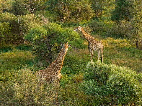 Aerial view of two giraffes grazing among green acacia trees and shrubs in the savanna landscape of Thabazimbi, Tumbeta Reserve, South Africa.