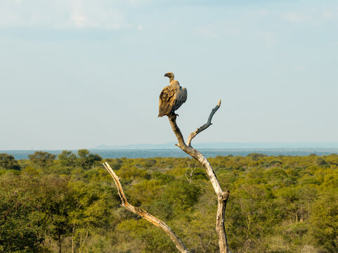 Aerial view of a vulture perched on a dead tree branch overlooking the vast green savanna landscape in Thabazimbi, Tumbeta Reserve, South Africa.