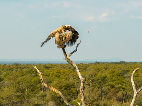 Aerial view of a vulture perched on a dead tree branch with wings spread over the vast green savanna landscape in Thabazimbi, Tumbeta Reserve, South Africa.
