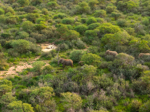 Aerial view of elephants walking through the dense green bushveld and shrubs of the savanna with a small watering hole nearby in Thabazimbi, Tumbeta Reserve, South Africa.