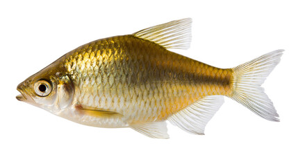 Obraz premium Small golden fish with scales and fins