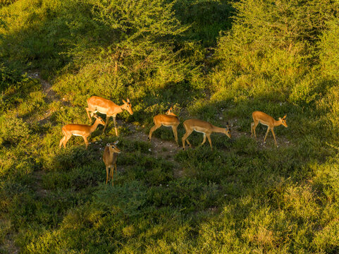 Aerial view of a herd of impalas grazing in the lush green savanna of the reserve in Thabazimbi, Tumbeta Reserve, South Africa.