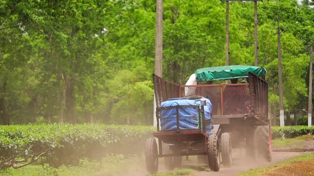 A tractor pulls a trailer loaded with large water tanks along a plantation road, raising dust as it moves between rows of lush green tea bushes and trees.