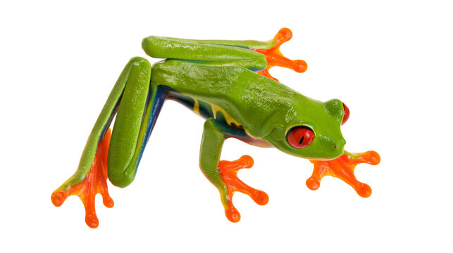 Green red-eyed tree frog with orange feet and blue stripes on body
