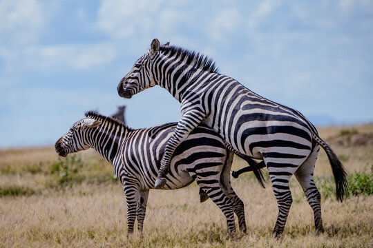 View of two zebras mating in the grasslands of Amboseli National Park, Kajiado County, Kenya.
