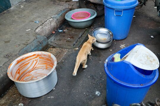 インド　コルカタ　野良猫