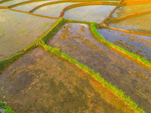 Aerial view of the Jatiluwih rice terraces with water-filled paddies and vibrant green rice shoots reflecting the golden hour light in Penebel, Bali, Indonesia.