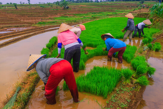 View of farmers wearing traditional conical hats planting green rice seedlings in the muddy Jatiluwih rice terraces in Penebel, Bali, Indonesia.