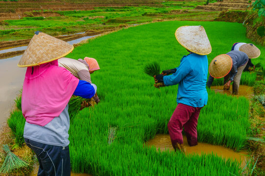 View of farmers wearing traditional conical hats planting rice seedlings in the lush Jatiluwih rice terraces in Penebel, Bali, Indonesia.