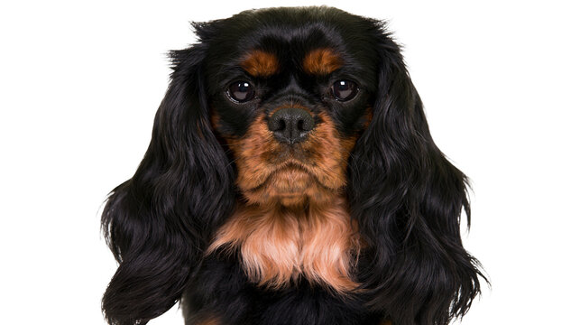 Cavalier King Charles Spaniel dog portrait black and tan