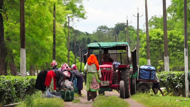 Dibrugarh, Assam, India &ndash; 7 August 2026: Tea plantation workers collect and organize freshly harvested tea leaves beside a plantation pathway while a tractor and trailer are used to transport