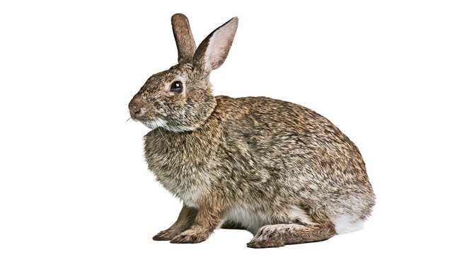Brown rabbit with long ears sitting on white