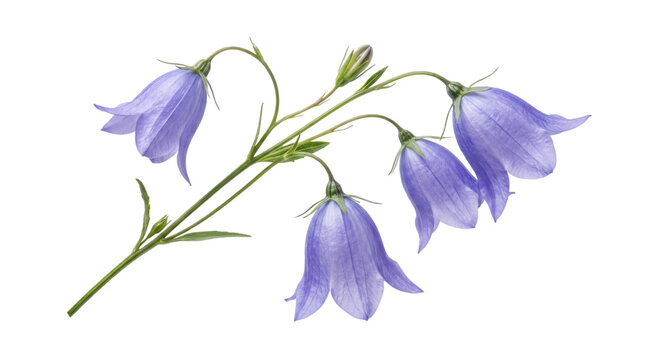 Beautiful purple bellflower branch with delicate petals and green stem isolated on transparent background