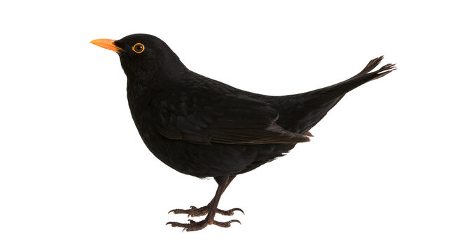 Blackbird with orange beak and yellow eye on white
