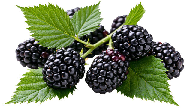 Fresh ripe blackberries with green leaves on white