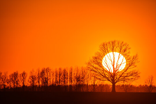 View of a large tree silhouette against a vibrant orange sunset sky with a line of trees in the background in Latvia.
