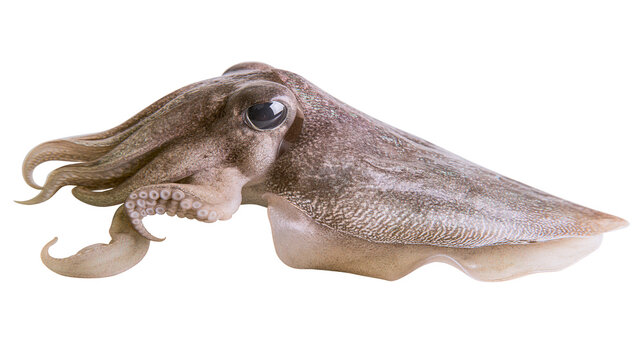 Cuttlefish with tentacles and suckers, detailed view