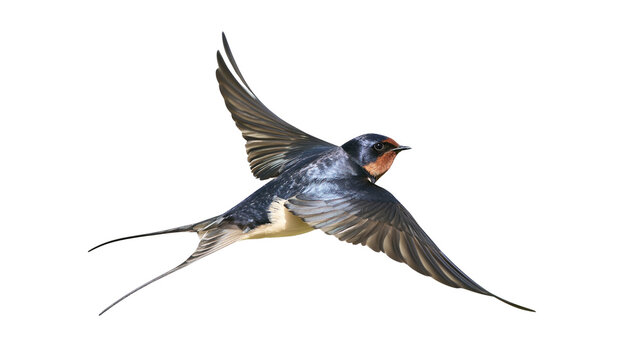 Barn swallow bird in flight with wings spread