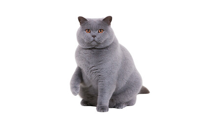 Plump British Shorthair cat with grey fur and orange eyes sitting © Clementine