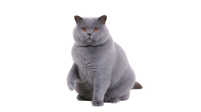 Plump British Shorthair cat with grey fur and orange eyes sitting