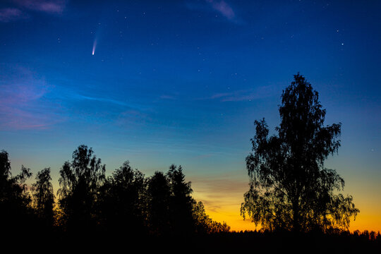View of Comet Neowise shining in the night sky above a silhouette of trees at twilight in Latvia.