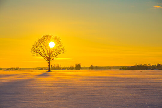 View of a lone bare tree standing in a vast snow-covered field during a golden sunrise in Latvia.