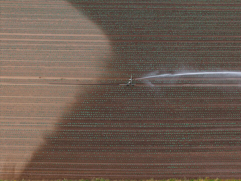 Aerial view of crop irrigation system watering rows of crops in a dry field during drought conditions in Mansfield, England, United Kingdom.