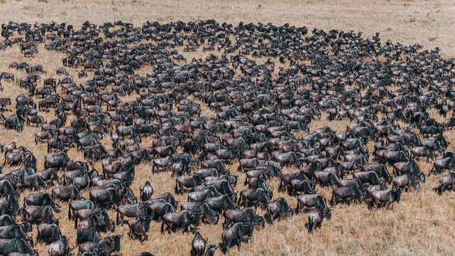 Aerial view of a massive herd of wildebeest grazing across the vast golden grasslands of the Maasai Mara National Reserve in Nairobi, Nairobi County, Kenya.