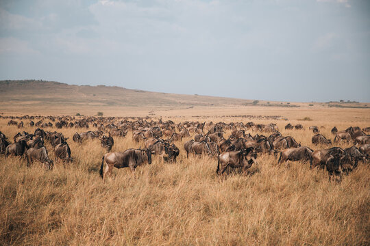 View of a large herd of wildebeest grazing on the vast golden plains of the savanna in the Maasai Mara National Reserve, Kenya.