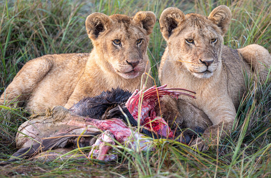 View of two young lions feeding on prey in the tall grass of the savanna in Maasai Mara National Reserve, Nairobi, Nairobi County, Kenya.