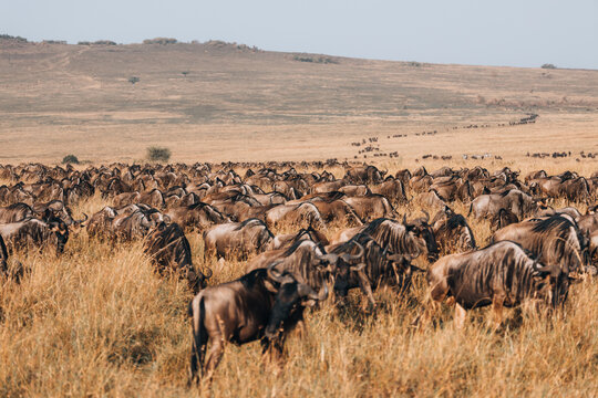View of a large herd of wildebeest grazing in the dry grasslands of the Maasai Mara National Reserve, Kenya.