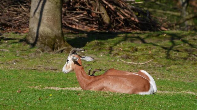 Dama gazelle, Gazella dama mhorr or mhorr gazelle is a species of gazelle. Lives in Africa in the Sahara desert and the Sahel, browses on desert shrubs and acacia and it eats rough grasses in drought