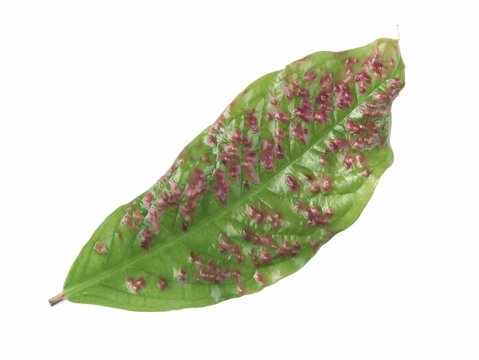 Close-up of a diseased green water apple leaf with reddish purple galls caused by pest attack or plant disease, isolated on a clean white background for botanical or agricultural research
