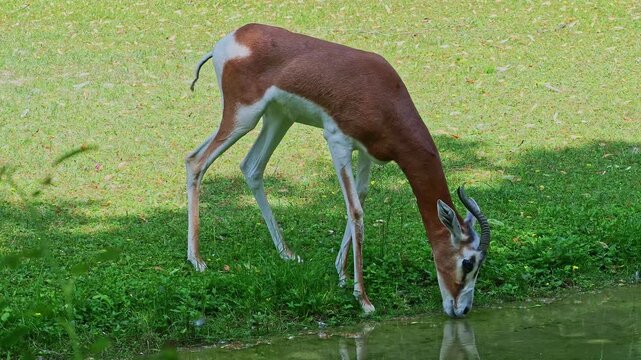 Dama gazelle, Gazella dama mhorr or mhorr gazelle is a species of gazelle. Lives in Africa in the Sahara desert and the Sahel, browses on desert shrubs and acacia and it eats rough grasses in drought