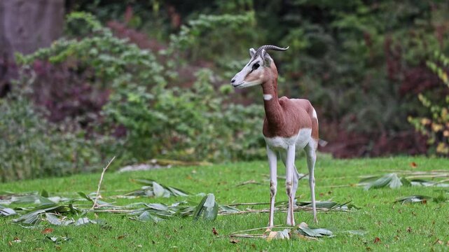 Dama gazelle, Gazella dama mhorr or mhorr gazelle is a species of gazelle. Lives in Africa in the Sahara desert and the Sahel, browses on desert shrubs and acacia and it eats rough grasses in drought